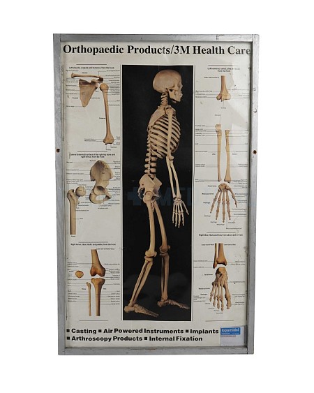 Skeletal Model Poster